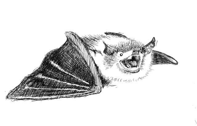 Drawing of a bat.