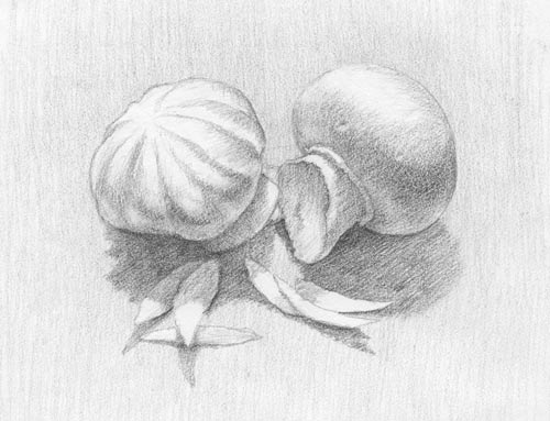 Grayscale pencil illustration of two fluted mushrooms.